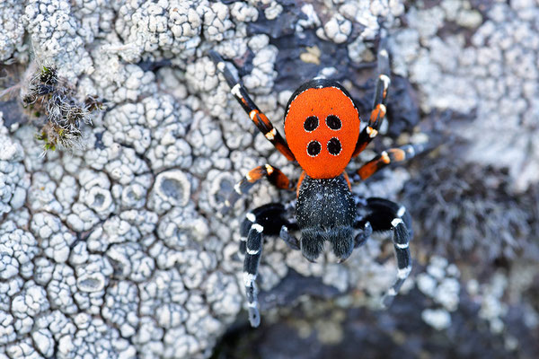 Rote Röhrenspinne, Männchen