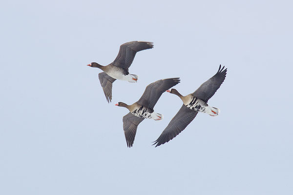 Blässgans im Flug