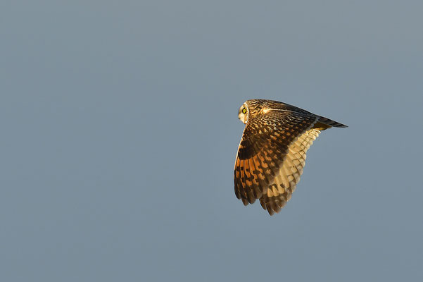 Sumpfohreule im Flug