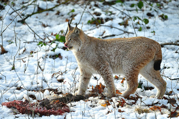 Luchs Tierpark Gangelt