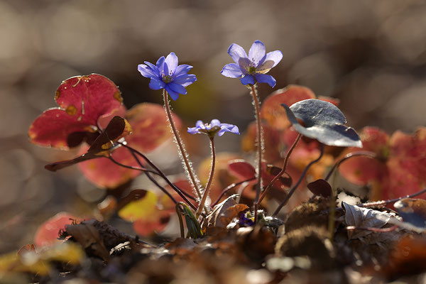 Leberblümchen