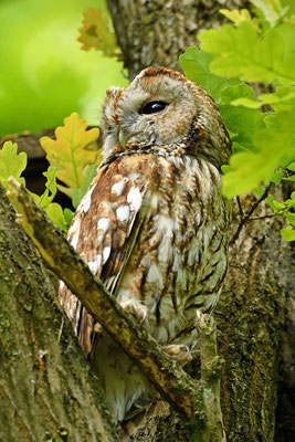 Waldkauz