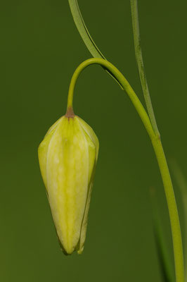 Schachbrettblume
