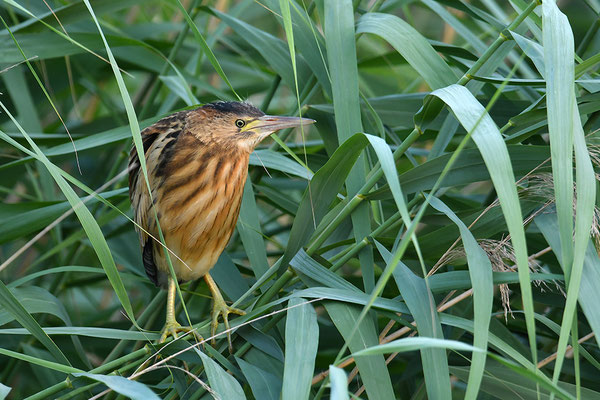Zwergdommel Jungvogel