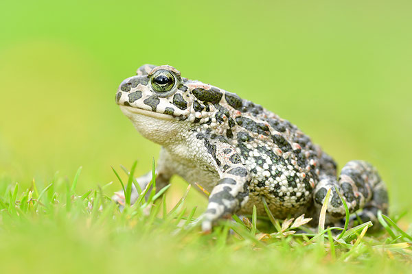 Wechselkröte