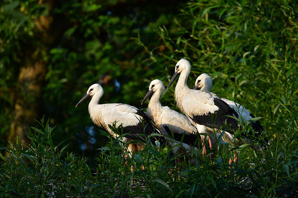 Weißstorch Jungvögel am Nest