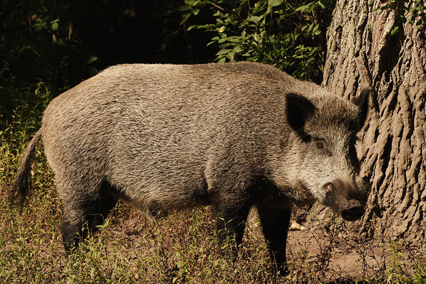 Wildschwein Eber