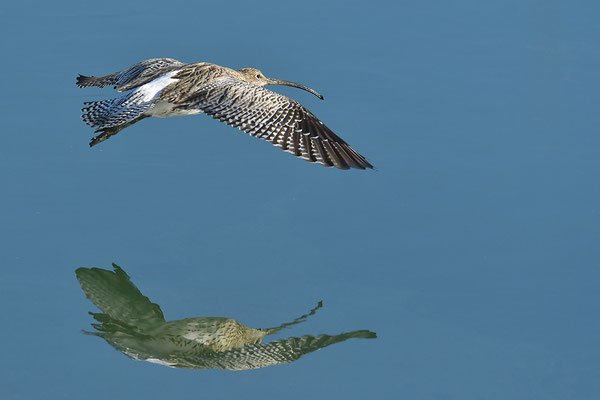 Großer Brachvogel im Flug