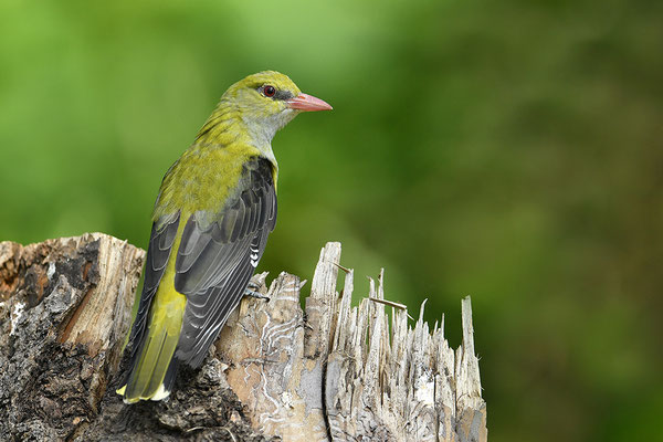 Pirol Weibchen