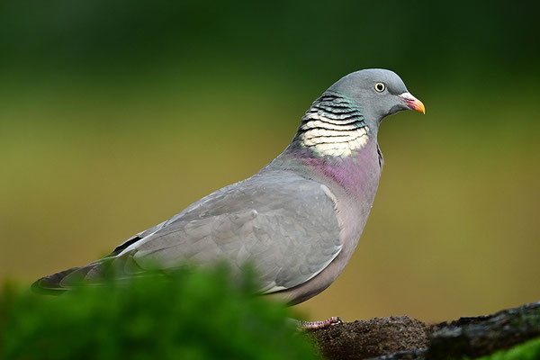 Ringeltaube