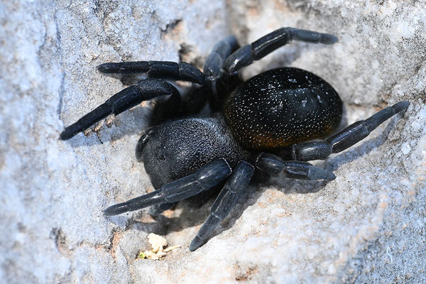 Griechische Röhrenspinne, Weibchen