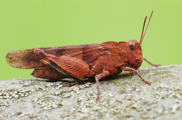 Blauflügelödlandschrecke