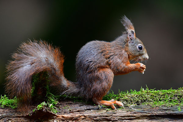 Eichhörnchen