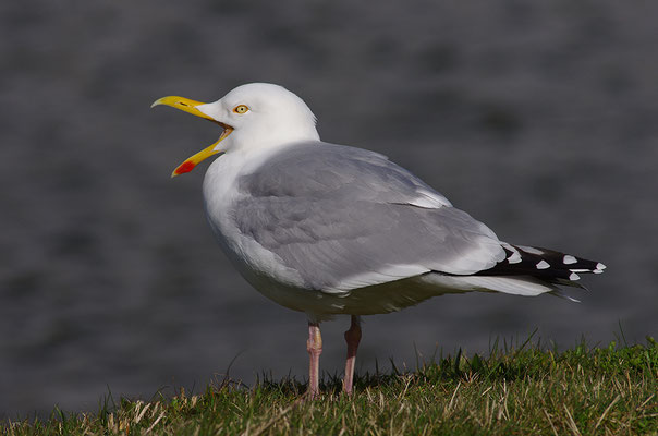 Silbermöwe rufend