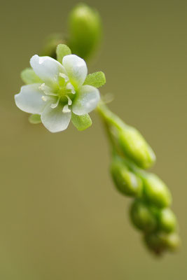 Rundblättriger Sonnentau Blüte