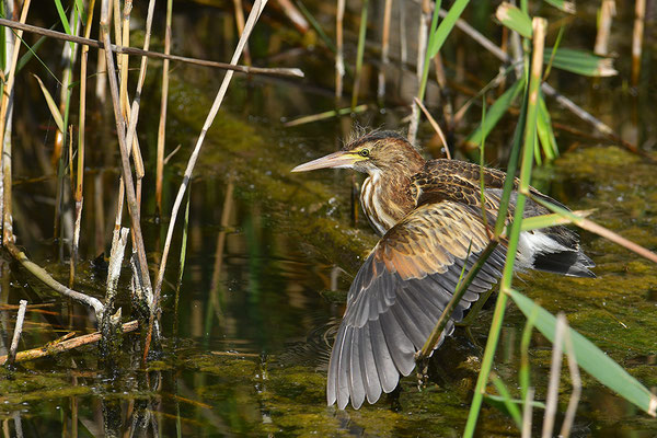 Zwergdommel Jungvogel