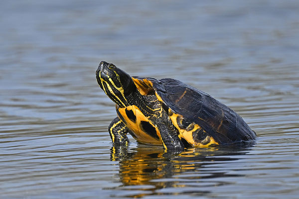 Gelbwangenschmuckschildkröte