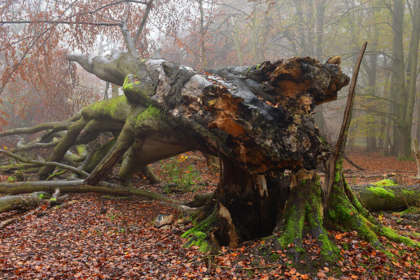 Urwald Sababurg