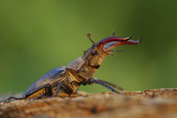 Hirschkäfer Männchen