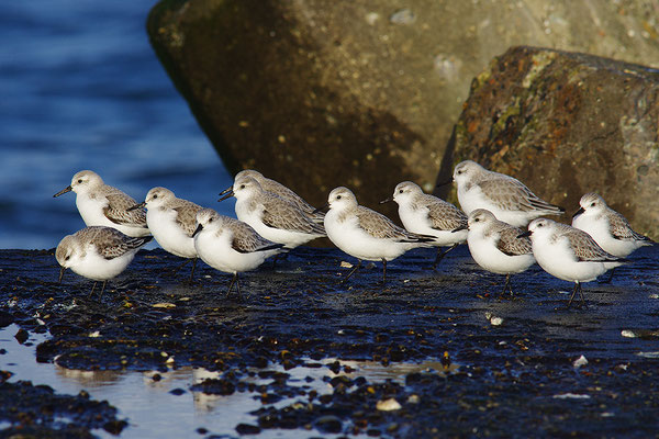 Sanderling