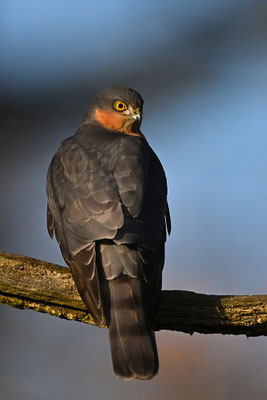 Sperber Männchen