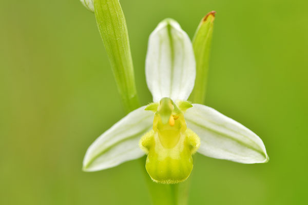 Gelbe Bienenragwurz flavescens