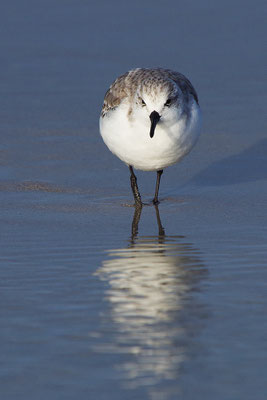 Sanderling