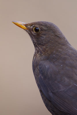 Amsel Weibchen