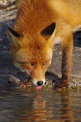 Fuchs beim Trinken