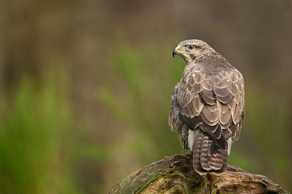 Mäusebussard