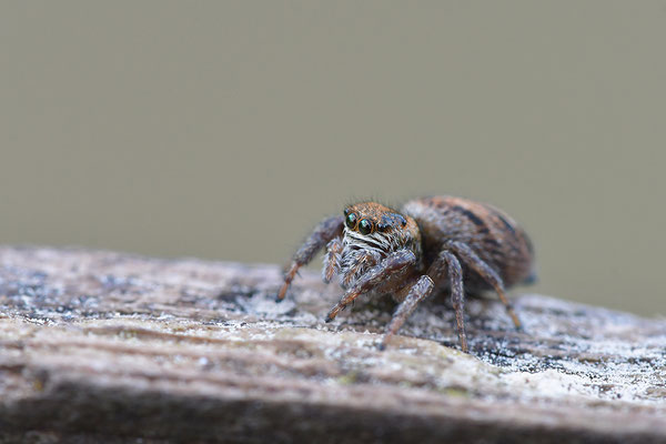 Springspinne