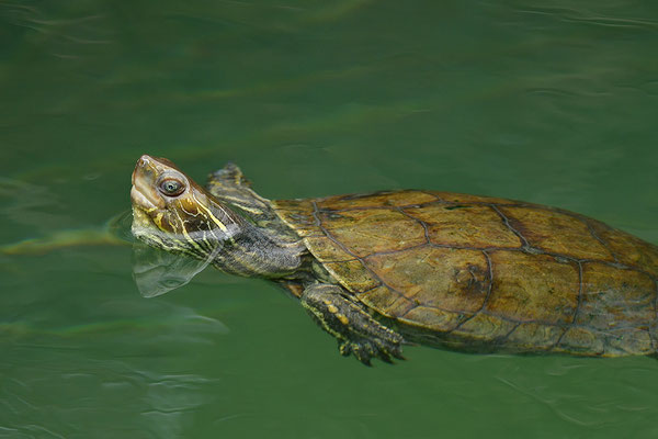 Balkan-Bachschildkröte