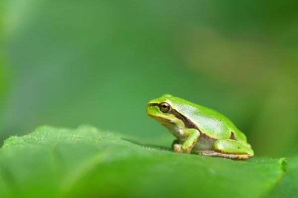 Laubfrosch Jungtier