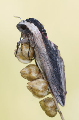 Ligusterschwärmer