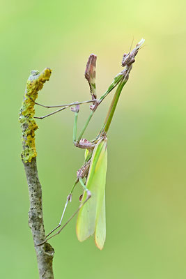 Empuse, Empusa fasciata