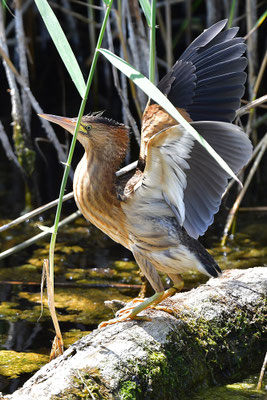 Zwergdommel Jungvogel