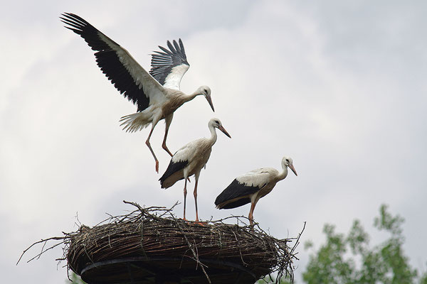 Weißstorch Jungvögel am Nest