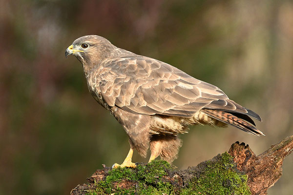 Mäusebussard