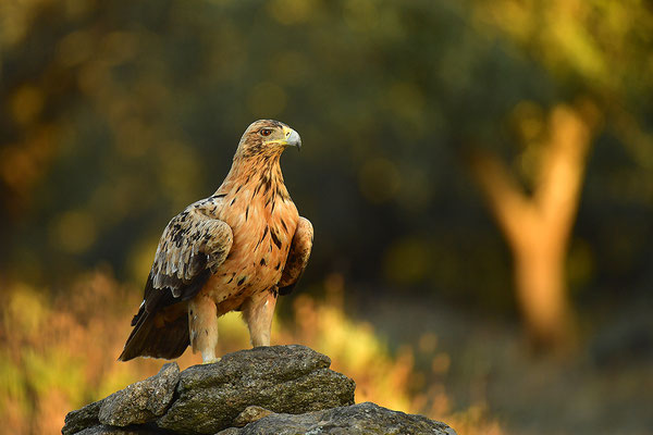 Kaiseradler Jungvogel