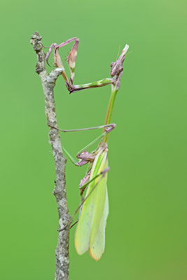 Empuse, Empusa fasciata