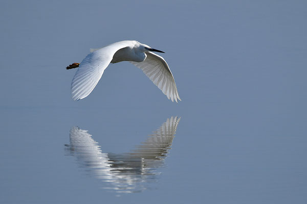 Seidenreiher im Flug