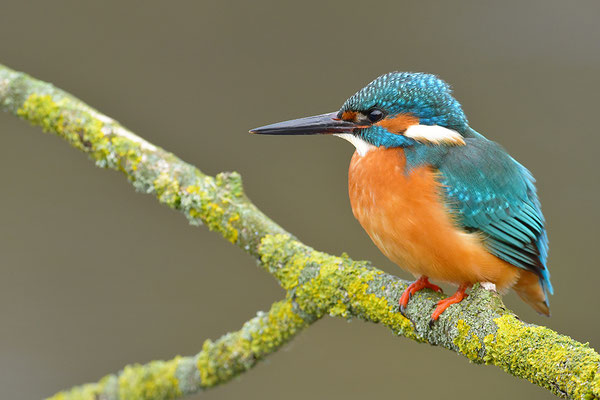 Eisvogel
