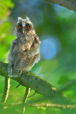 Waldohreule Ästling, Jungvogel