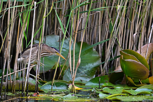 Zwergdommel Weibchen