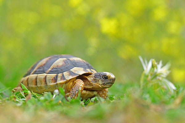 Breitrandschildkröte Jungtier