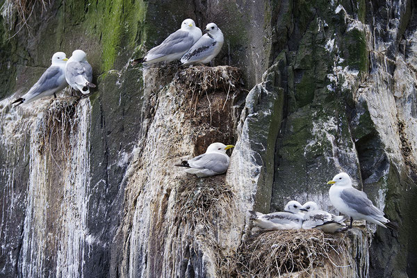 Dreizehenmöwe am Nest