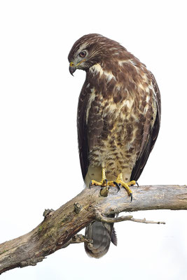 Mäusebussard