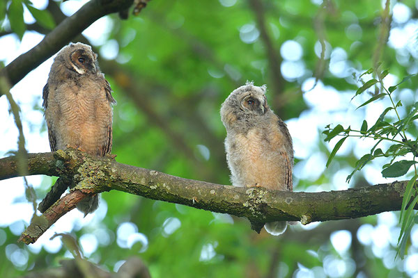Waldohreule Ästling, Jungvogel