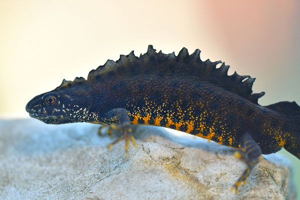 Kammmolch Männchen
