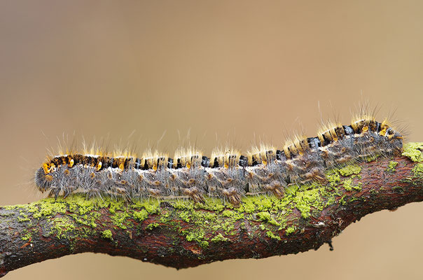 Raupe